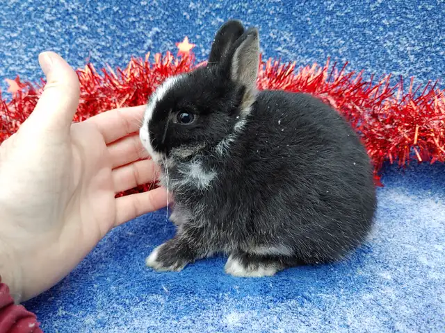 Extraordinary Holland lops & Netherland dwarfs in Small Animals for Rehoming in City of Toronto - Image 4
