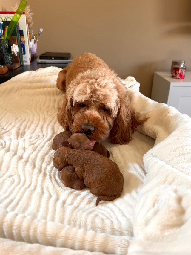Beautiful red Cockapoo puppies (all females) in Dogs & Puppies for Rehoming in Calgary