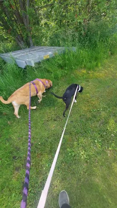 Call 780 655 6500 Free Consultation Edmonton Communicating to your dog -what you want , is essential...