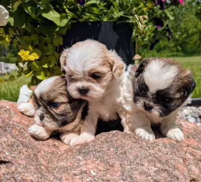 ❤️ Cute little Shih Tzu puppies ❤️, View more