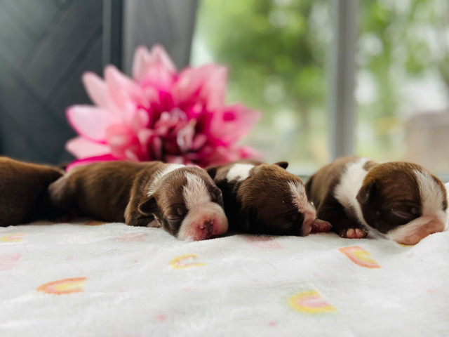Chiots Boston terrier brun puppies !! MICRO PUCÉ  dans Chiens et chiots à adopter  à Saint-Hyacinthe - Image 2