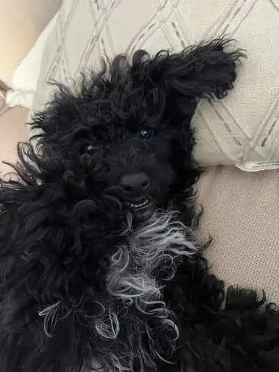 I need a home for my son's dog who moved to Europe. The female is not spayed, she has received all t...