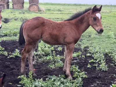 AQHA 2025 Western Pleasure bred Bay stud colt, View more
