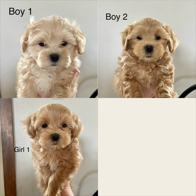 Shihpoo puppies *UPDATED* 2 boys and 1 girl left 