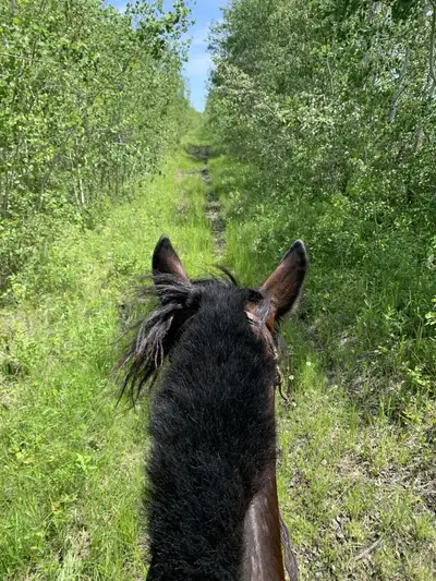 Part boarders/leasers, View more