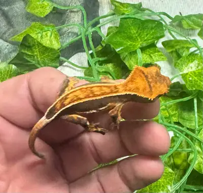 Baby Crested Geckos, View more