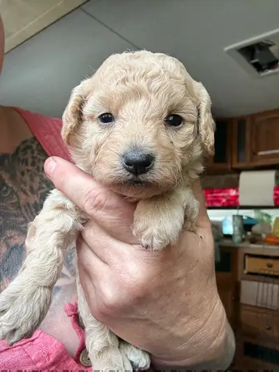 Toy Poodle puppies, View more