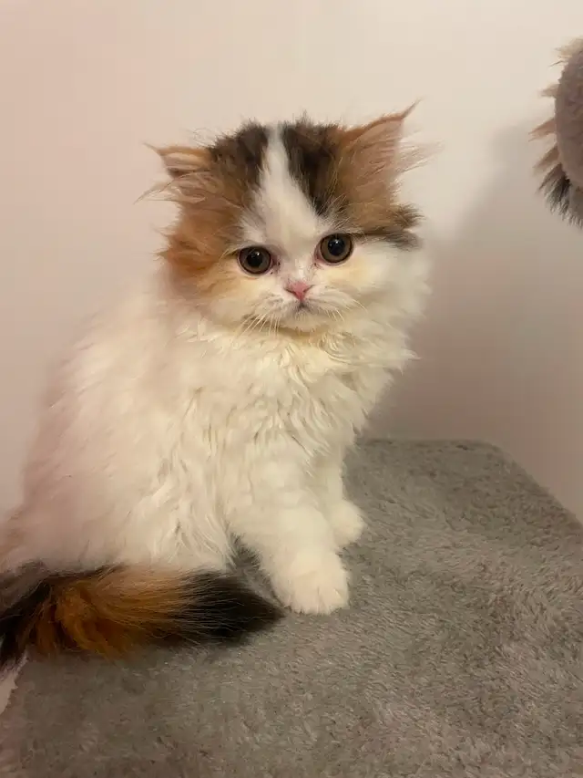 Scottish Highland Straight femelle in Cats & Kittens for Rehoming in Drummondville - Image 2