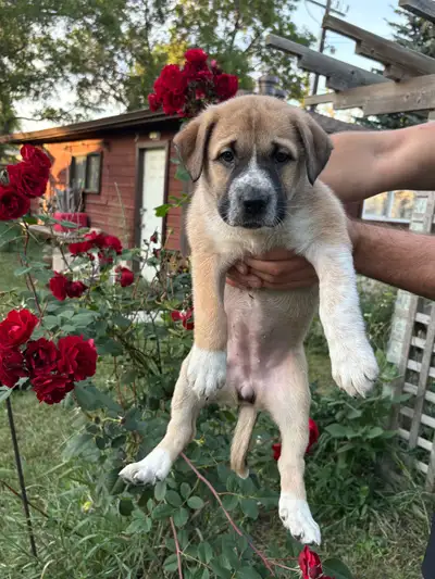 Mastiff X Pups, View more