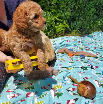 Poodle puppies, View more