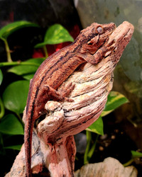 Gargoyle Gecko (male)