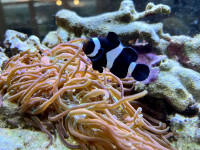 Black and White Ocellaris Clownfish and bubble tip anemone