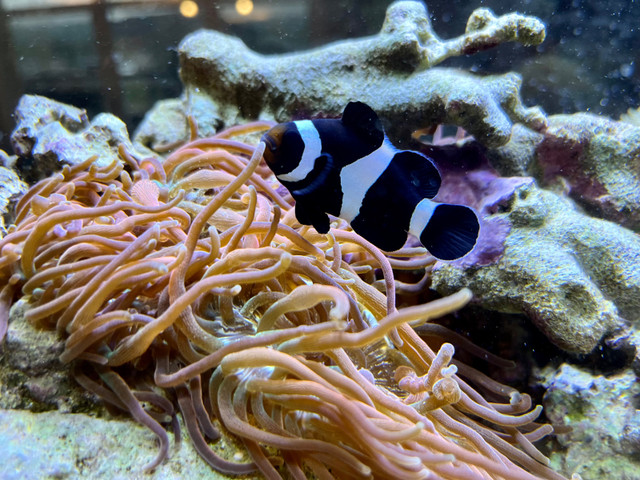 Black and White Ocellaris Clownfish and bubble tip anemone in Fish for Rehoming in La Ronge