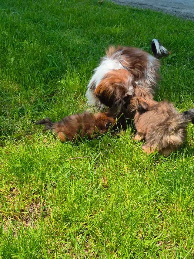 Micro Imperial Shih Tzu Puppies in Dogs & Puppies for Rehoming in Oakville / Halton Region - Image 5
