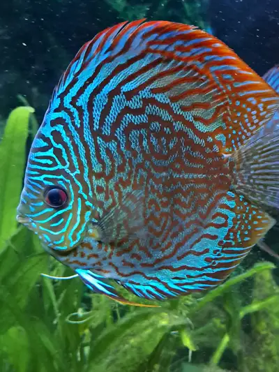 Premium Quality Discus Group of Seven for Sale, View more