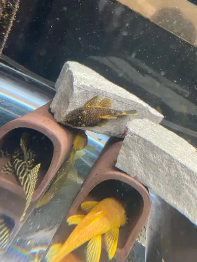 Male Calico bristlenose pleco, Voir plus