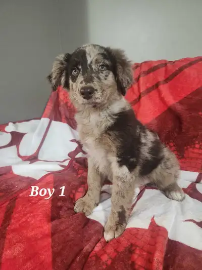 Australian Shepherd /Poodle Puppies, View more