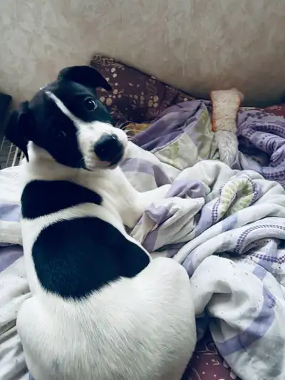  Handsome Mixed-Breed Puppy Looking for His Forever Home ❤️, View more