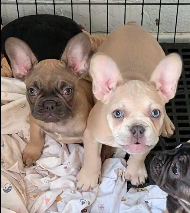 French Bulldogs for sale (ready to go!) in Dogs & Puppies for Rehoming in Delta/Surrey/Langley - Image 3