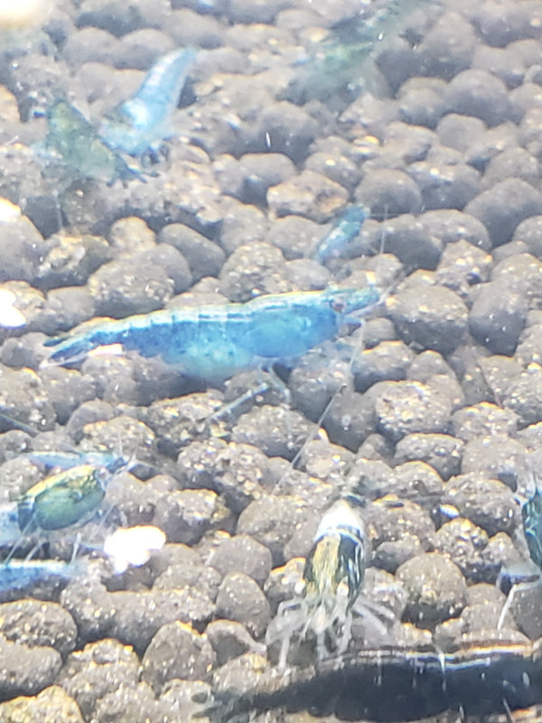 Blue shrimp in Fish for Rehoming in St. Catharines - Image 2