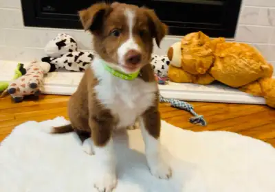 Australian Shepherd mix Puppies looking for a forever home, View more
