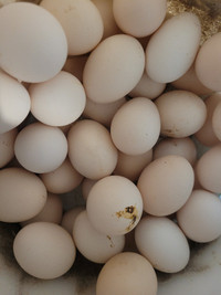 Bantam hatching eggs