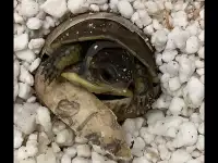 3 toed Box Turtle babies
