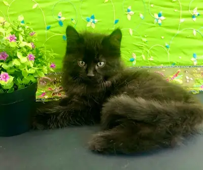 Black Maine Coon is Ready for A Good Home, View more