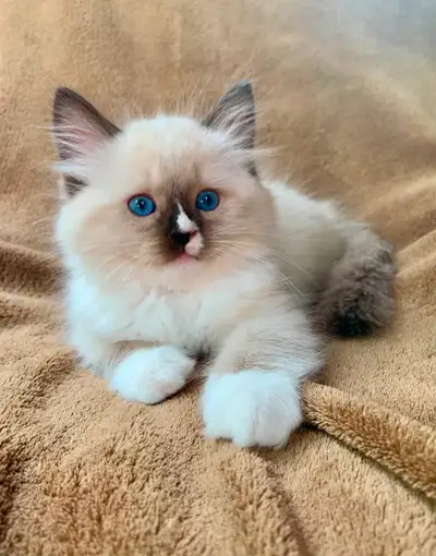 Chatons Ragdoll, View more