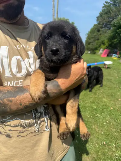Chiot Berger Allemand Croisée Bouvier Bernoid, View more