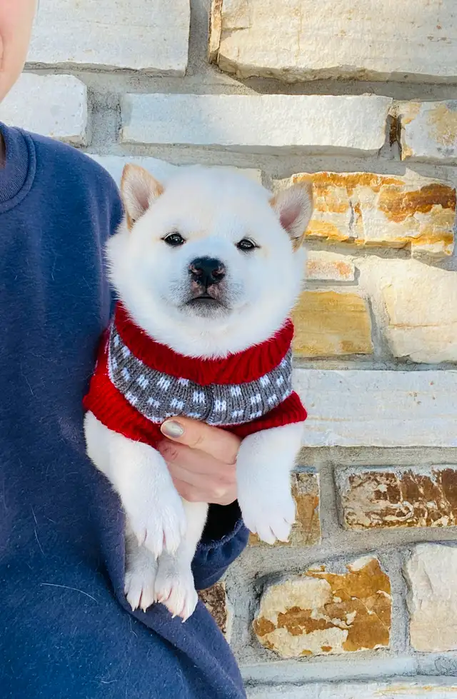 Chiots Shiba Inu puppies!! Pure race!! Micro pucé in Dogs & Puppies for Rehoming in Saint-Hyacinthe - Image 9