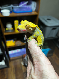 Crested Gecko 