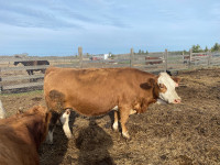 Full blood Simmental cow