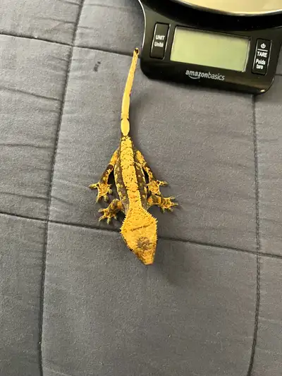 Baby crested gecko for sale! This little fella hatched sometime in September of 2024 so he/she’s jus...