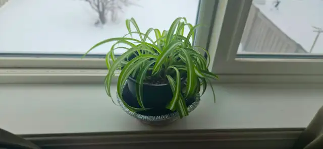 Spider plant490890803387443200
