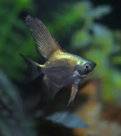 Black Bulgarian angelfish, View more
