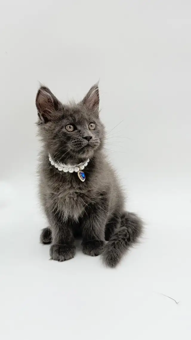 Rear Purebred Maincoon Kittens Europe Line