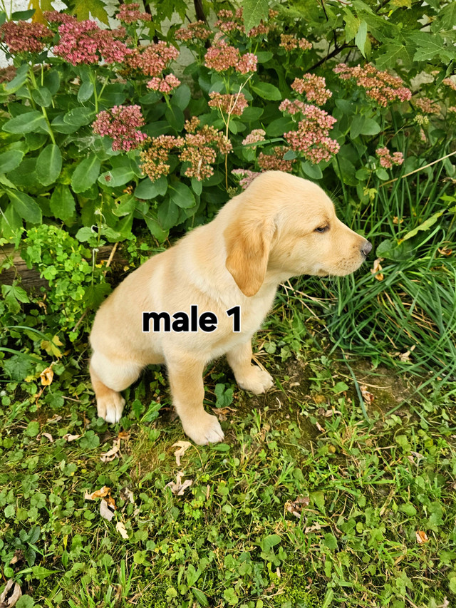 Golden Retriever/Border Collie puppies in Dogs & Puppies for Rehoming in Stratford - Image 2