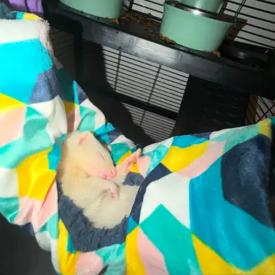 3 Month Old Female Ferret + Full Setup, View more