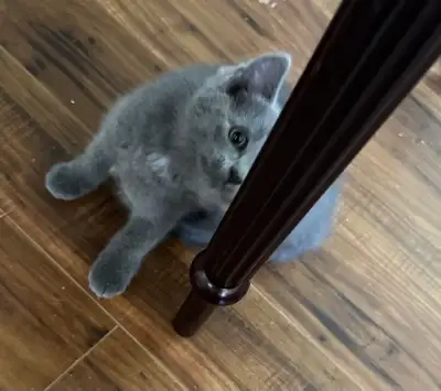kitten for sale, View more