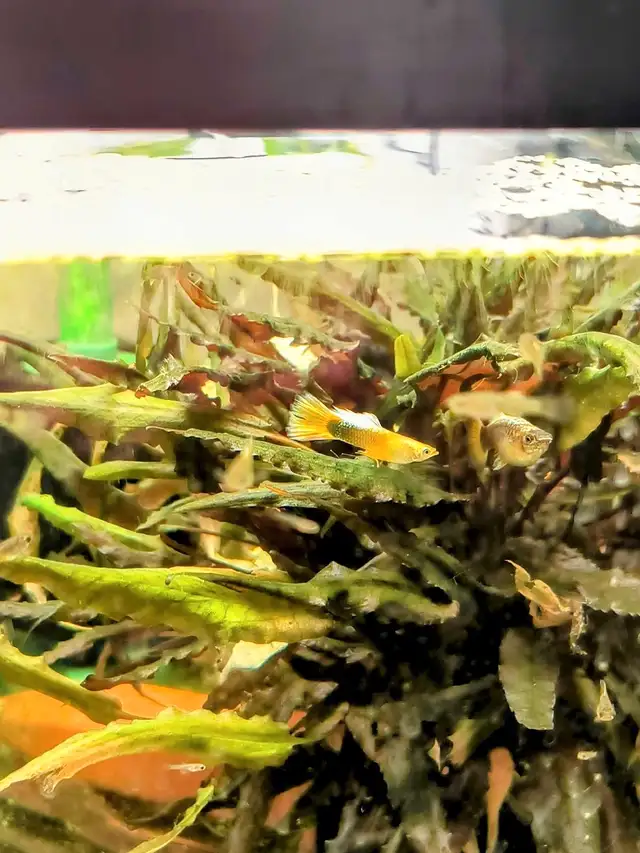 Gold Black guppies Sale in Fish for Rehoming in Kingston - Image 3
