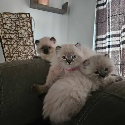 3 chatons de parent pur race doux habitué au chien et enfant. Ne sont pas encore prêt. Pour réserver...