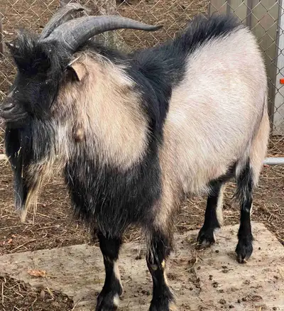  male goat , View more