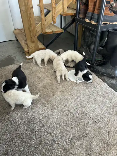 Puppies for sale, View more