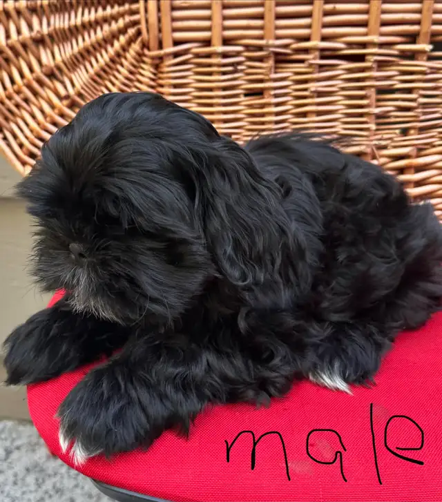 Shih tzu puppies 4 left in Dogs & Puppies for Rehoming in Vernon - Image 6
