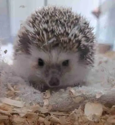 hedge hog, View more