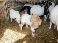 Plusieurs races de chèvres 