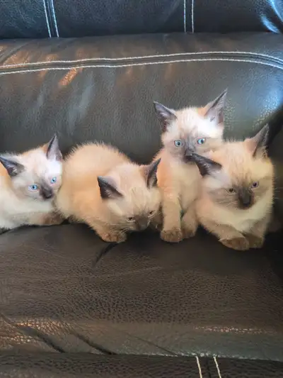 Purebred Applehead Siamese Kittens, View more