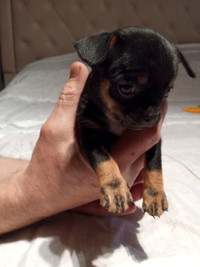 Beautiful Chihuahua pups for sale