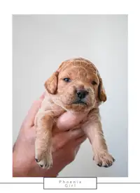 Beautiful Miniature F2 Cockapoo Puppies
